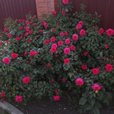 Роза Сангрия - Dolina-Sad.Ru