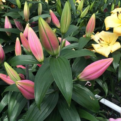 Лилия Белламонте Лилия Белламонте - Dolina-Sad.Ru