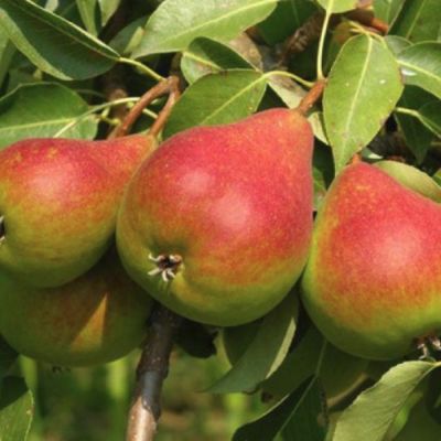 Груша Любимица Клаппа Груша Любимица Клаппа - Dolina-Sad.Ru