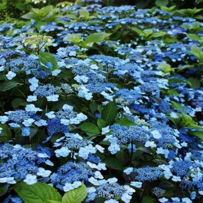 Гортензия пильчатая Блю Клоудс, С3 Гортензия пильчатая Блю Клоудс, С3 - Dolina-Sad.Ru