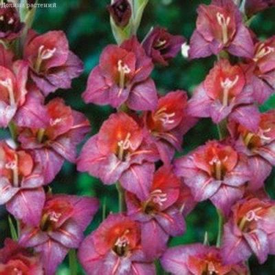 Гладиолус Везувий (10 шт) Гладиолус Везувий (10 шт) фото