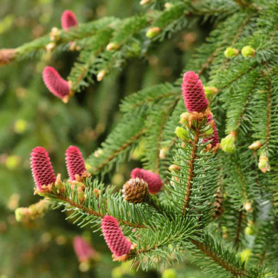 Ель Акрокона Ель Акрокона фото