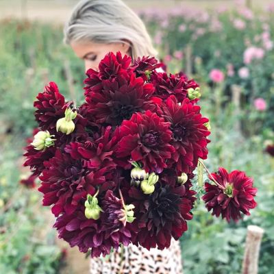 Георгина Рип Сити Георгина Рип Сити - Dolina-Sad.Ru