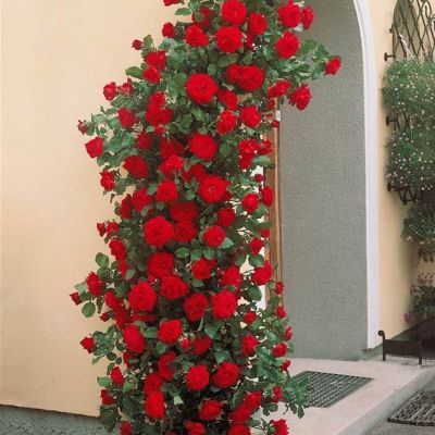 Роза Мушист Ара Роза Мушист Ара фото