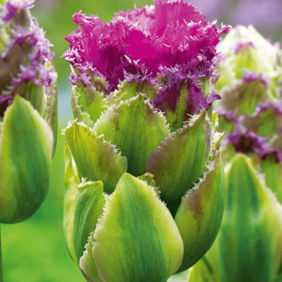 Тюльпан Перпл Тауэр Тюльпан Перпл Тауэр фото