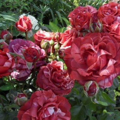 Роза Брауни Роза Брауни - Dolina-Sad.Ru