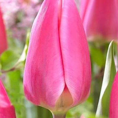 Тюльпан Пинк Сюрпрайз Тюльпан Пинк Сюрпрайз фото