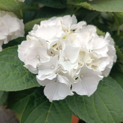 Гортензия крупнолистная Вуде - Dolina-Sad.Ru