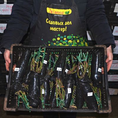 Роза Голден Шауэрс Роза Голден Шауэрс фото