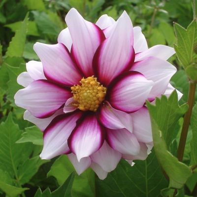 Георгина Эдж оф Джой Георгина Эдж оф Джой - Dolina-Sad.Ru