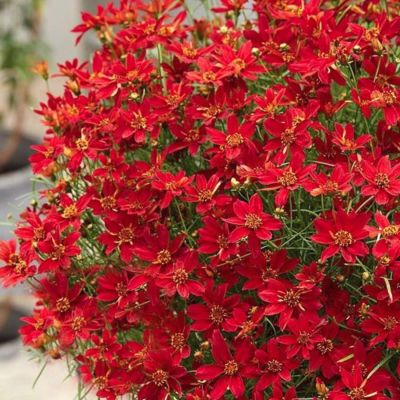 Кореопсис Хот Паприка Кореопсис Хот Паприка - Dolina-Sad.Ru