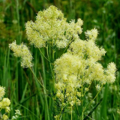 Василисник блестящий Василисник блестящий фото