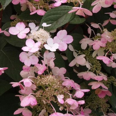 Гортензия пильчатая Дардевил Гортензия пильчатая Дардевил - Dolina-Sad.Ru