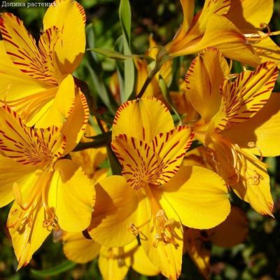 Альстромерия Глори оф зе Андес Альстромерия Глори оф зе Андес - Dolina-Sad.Ru