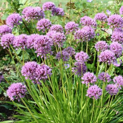 Аллиум Миллениум Аллиум Миллениум - Dolina-Sad.Ru