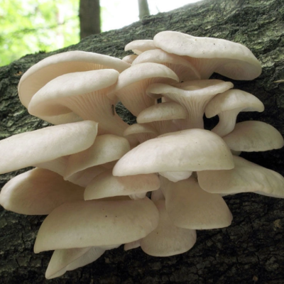 Вешенка Индийская (дер. палочке) Вешенка Индийская (дер. палочке) фото