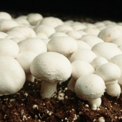 Шампиньон (в контейнере) Шампиньон (в контейнере) фото