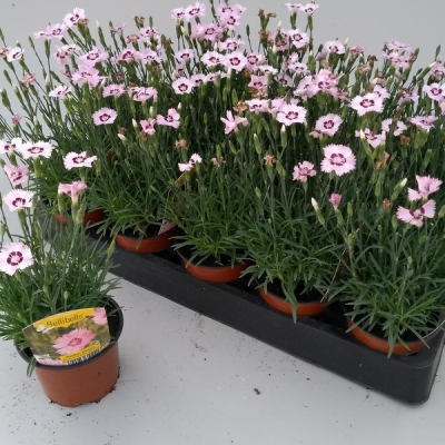 Гвоздика перистая "Дикси Ред Роуз Биколор" фото