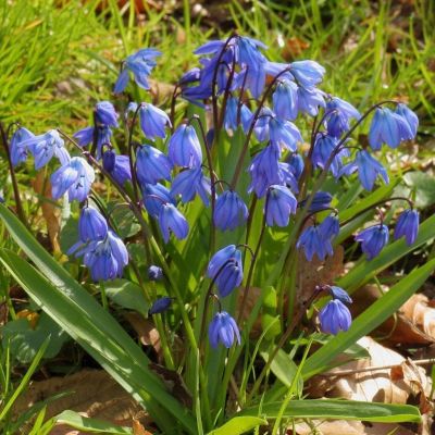 Сцилла сибирская Сцилла сибирская фото