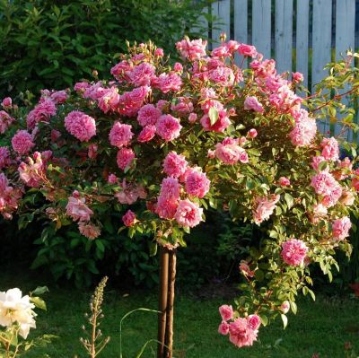 Роза Штамбовая Зе Фейри - Dolina-Sad.Ru