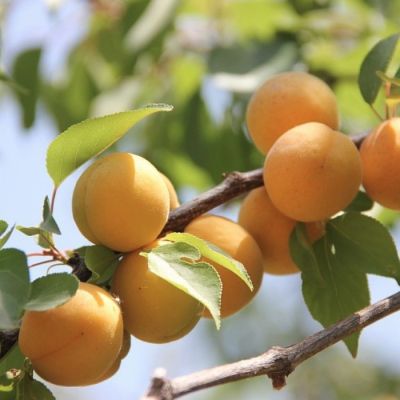 Абрикос Россиянин Абрикос Россиянин - Dolina-Sad.Ru