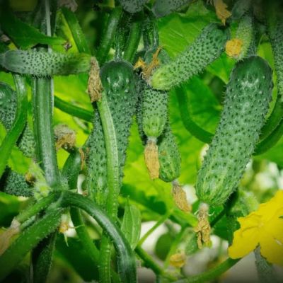 Огурец Новатор F1 (А) Огурец Новатор F1 (А) фото