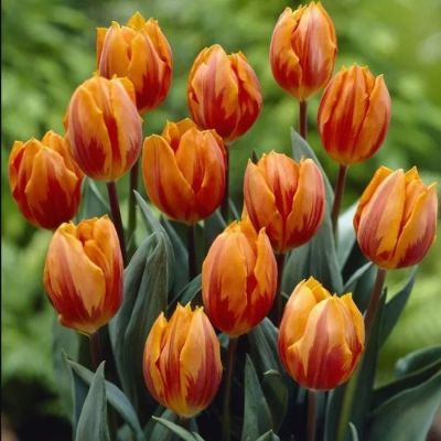 Тюльпан Джолли Принцесс Тюльпан Джолли Принцесс фото