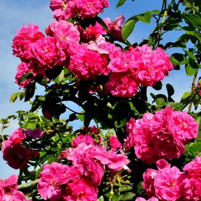 Роза Фронтенак Роза Фронтенак - Dolina-Sad.Ru