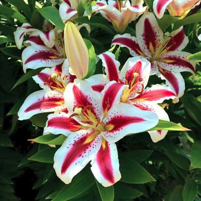 Лилия Хачи Лилия Хачи - Dolina-Sad.Ru