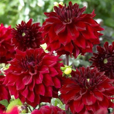 Георгина МИНГУС АЛЕКС Георгина МИНГУС АЛЕКС - Dolina-Sad.Ru