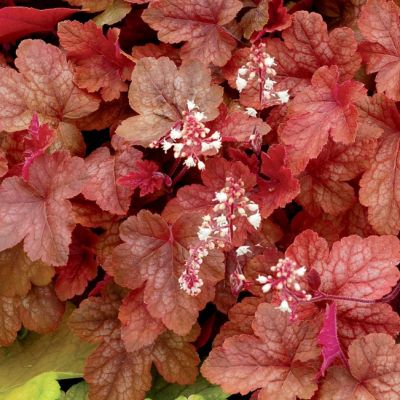 Гейхера Редстоун Фолс Гейхера Редстоун Фолс - Dolina-Sad.Ru