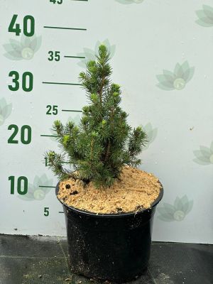 Ель канадская Сан он де Скай, С3 - Dolina-Sad.Ru