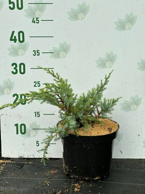 Можжевельник чешуйчатый Холгер, С3 - Dolina-Sad.Ru