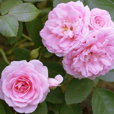 Роза Николас Роза Николас - Dolina-Sad.Ru