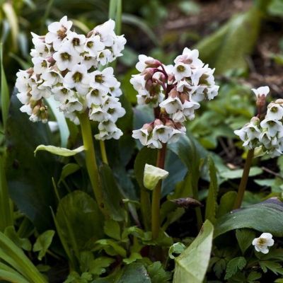 Бадан Брессинхам Уайт - Dolina-Sad.Ru