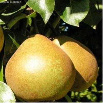 Груша Белорусская Поздняя/Зимняя фото