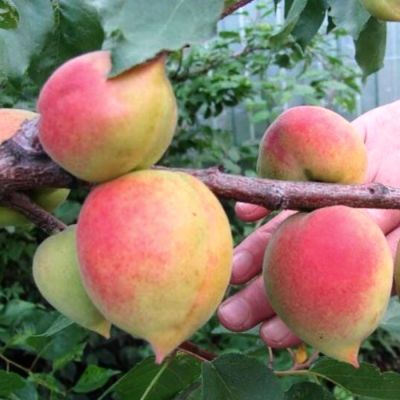 Абрикос Академик Абрикос Академик - Dolina-Sad.Ru