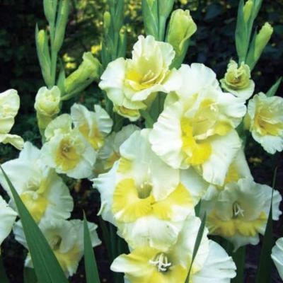 Гладиолус Багги Гладиолус Багги - Dolina-Sad.Ru