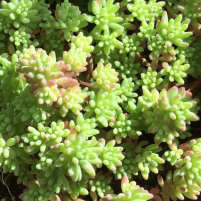 Седум Пачтлач фото