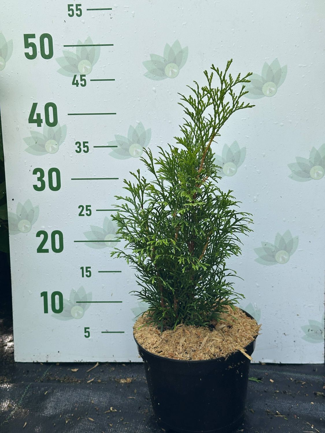 Туя Западная Смарагд, С2 Туя Западная Смарагд, С2 - Dolina-Sad.Ru