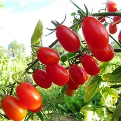 Томат Груша Красная (Польша) Томат Груша Красная (Польша) фото