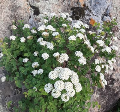 Спирея трехлопастная, С2 Спирея трехлопастная, С2 - Dolina-Sad.Ru