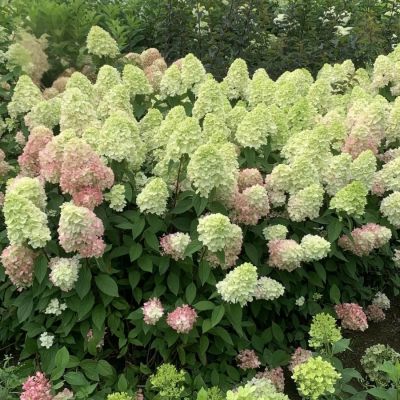 Гортензия метельчатая Бонфаер - Dolina-Sad.Ru