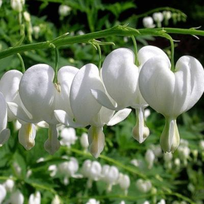 Дицентра великолепная Альба , С1,5 Дицентра великолепная Альба , С1,5 фото