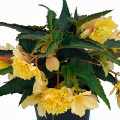 Бегония Беллекония Цитрус Бегония Беллекония Цитрус - Dolina-Sad.Ru