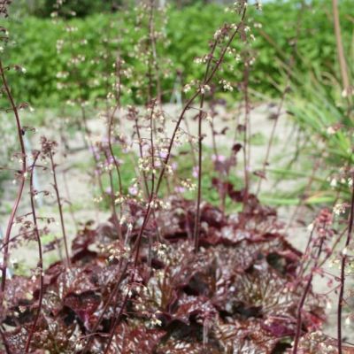 Гейхера Капучино Гейхера Капучино - Dolina-Sad.Ru