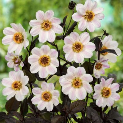 Георгина Бишоп оф Довер Георгина Бишоп оф Довер - Dolina-Sad.Ru