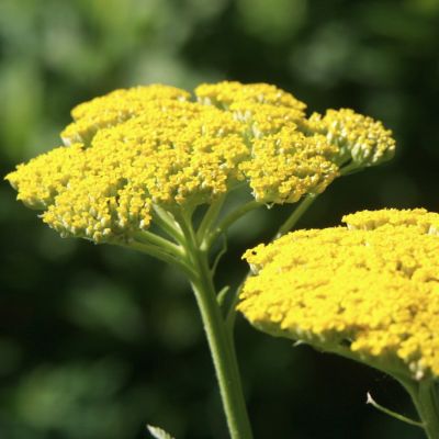 Тысячелистник обыкновенный Еллоу Тысячелистник обыкновенный Еллоу - Dolina-Sad.Ru