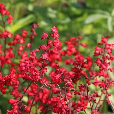 Гейхера Корал Форест Гейхера Корал Форест - Dolina-Sad.Ru