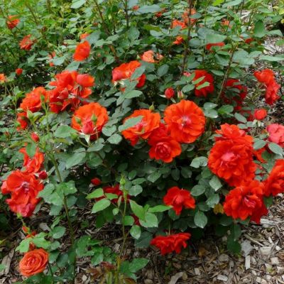 Роза Оранж Сенсейшн Роза Оранж Сенсейшн - Dolina-Sad.Ru